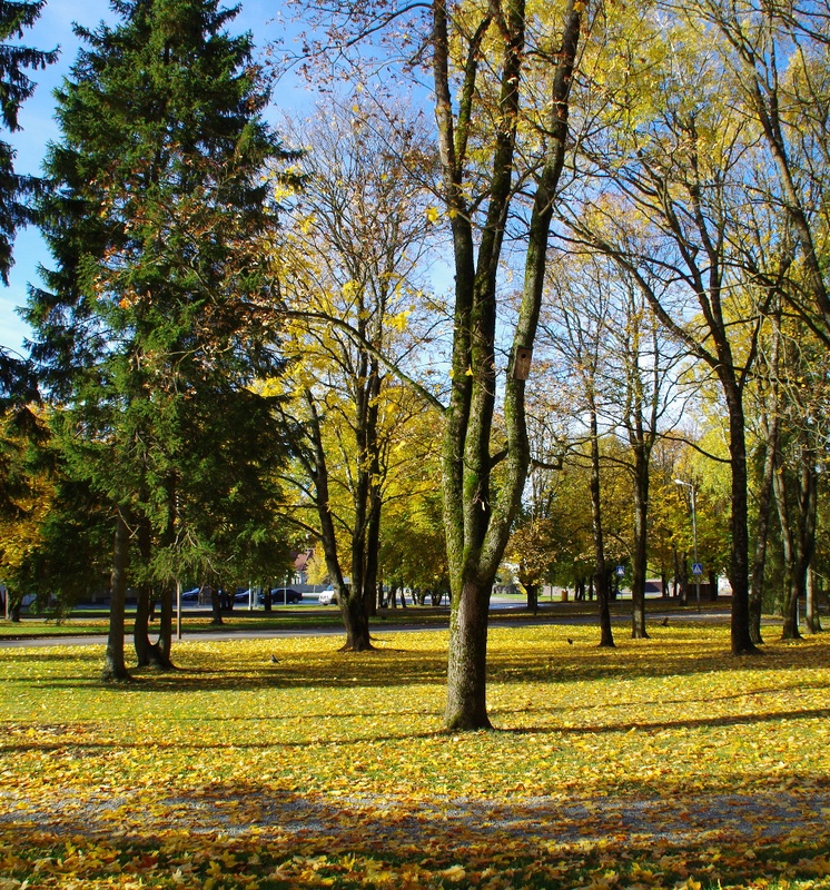 Rakvere, vaade Koidula ja Kastani tänava pargist rephoto