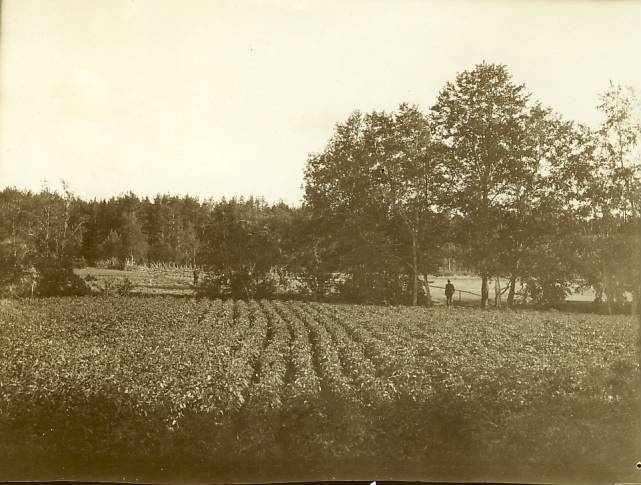 Võsu