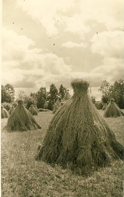 Võsu, rukkihakid  similar photo