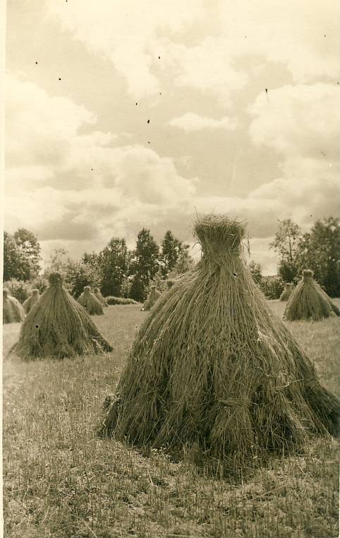 Võsu, rukkihakid