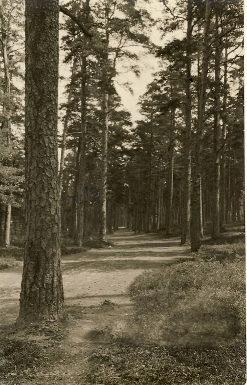 Võsu metsatee