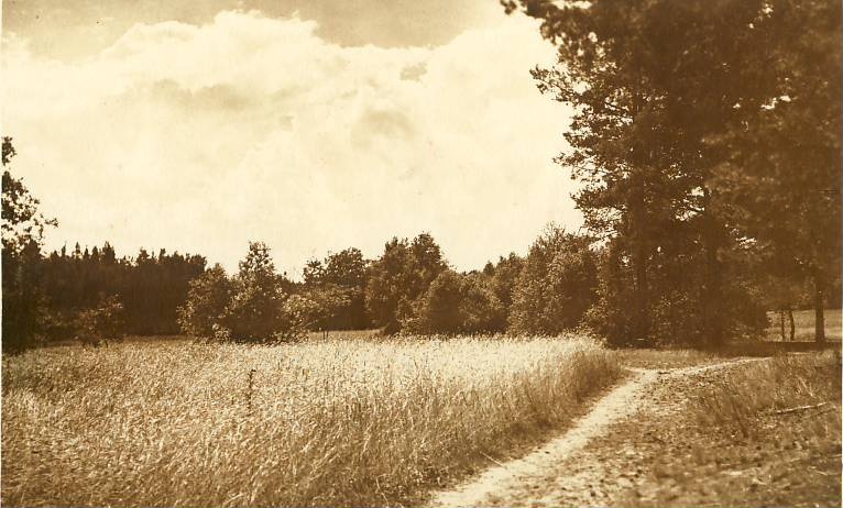 Võsu, rukkipõld
