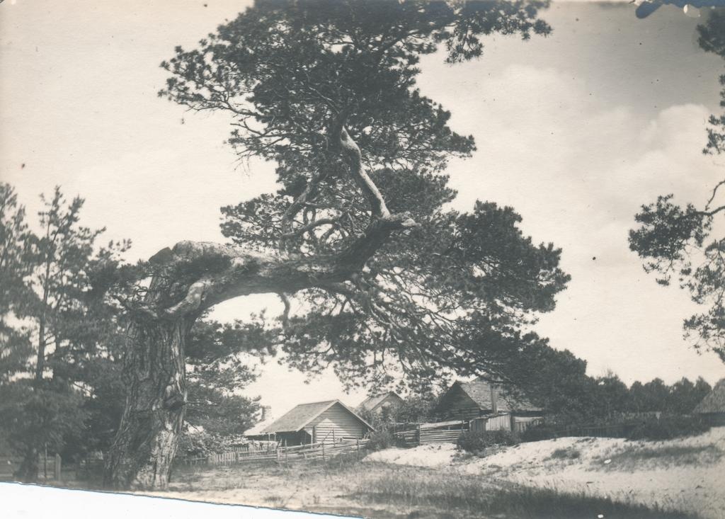 Võsu