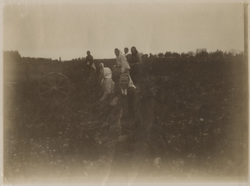 Seltskond naisi mõisapõllul kartulit võtmas