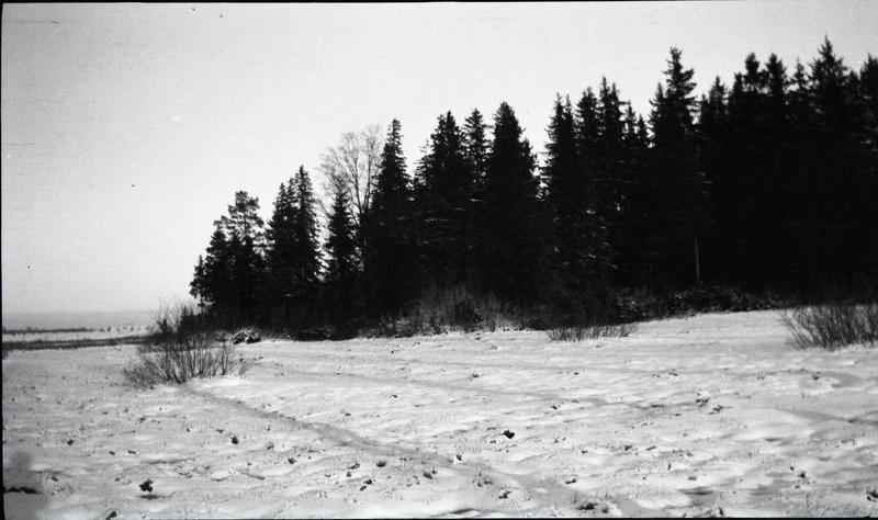 Lumine maastik, esiplaanil metsatukk