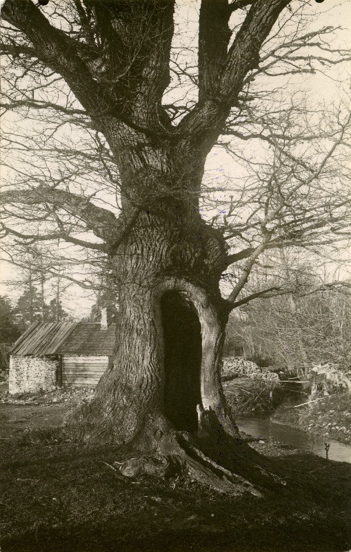 Tülivere tamm Kiiu vallas.