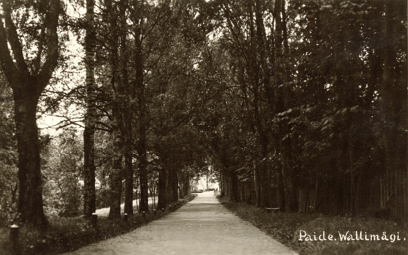 Vaade puiesteele Paide Vallimäel.