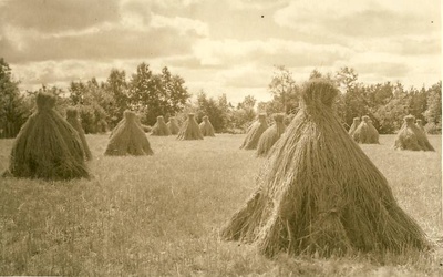 Võsu, rukkihakid  similar photo