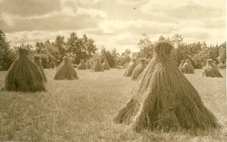 Võsu, rukkihakid