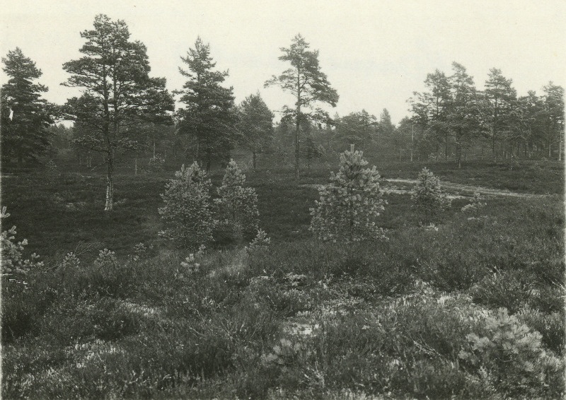 Nõmme maastik Kaivaspõllu küla juures.