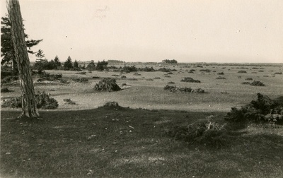 Kadakane rannalagendik Aruküla juures.  duplicate photo