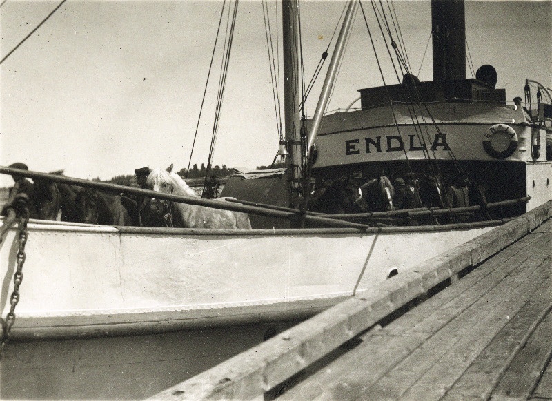 Noorhobuste transportimine Läänemaalt Hiiumaale Vohi koplisse.