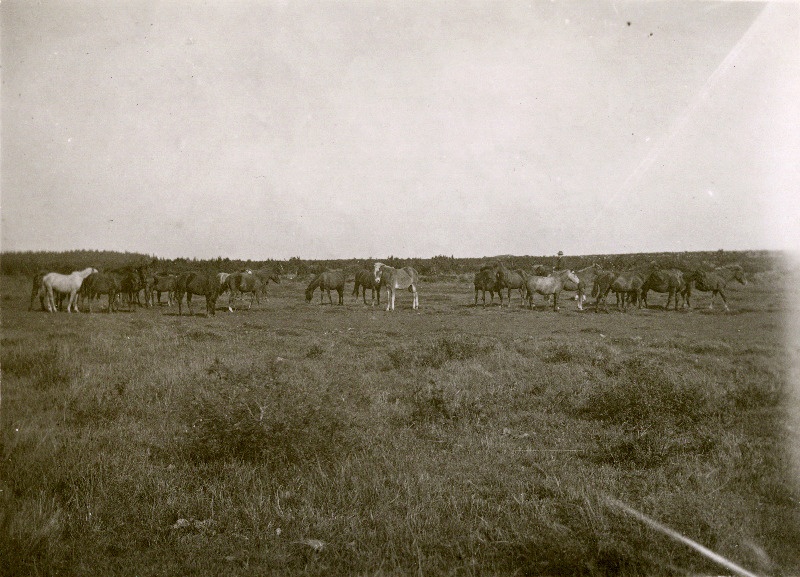 Vohi noorhobuste koppel.