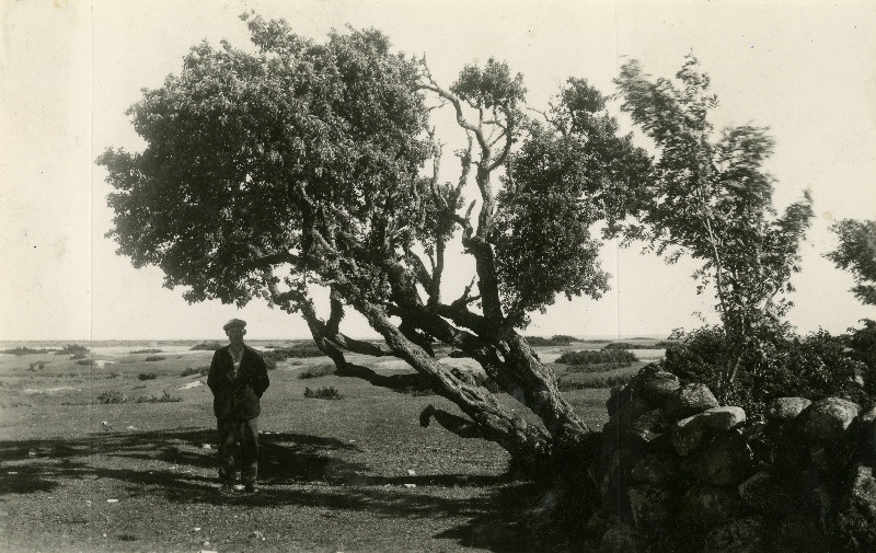 Vana türnpuu Osmussaare kiriku kalmistu müüri ääres.