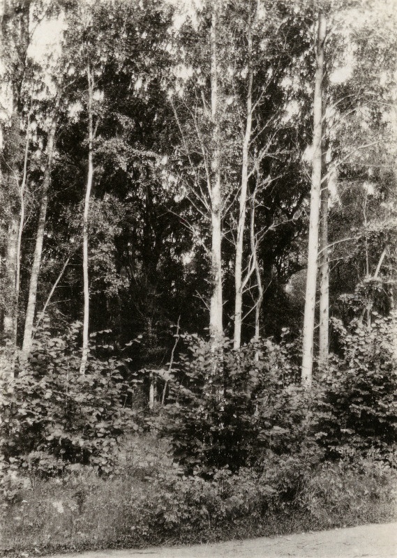 Lussu vahtkonna kruusasel pinnal kasvav segamets koos sarapuu alusmetsaga.