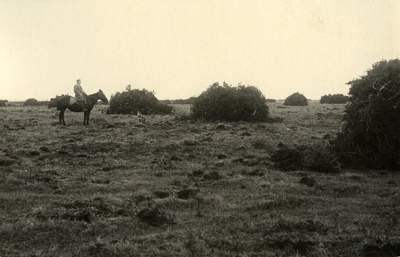 Ülesjuuritud kadakate kuhjad endise Sandla mõisa maadele rajatud kultuurkarjamaal.  duplicate photo