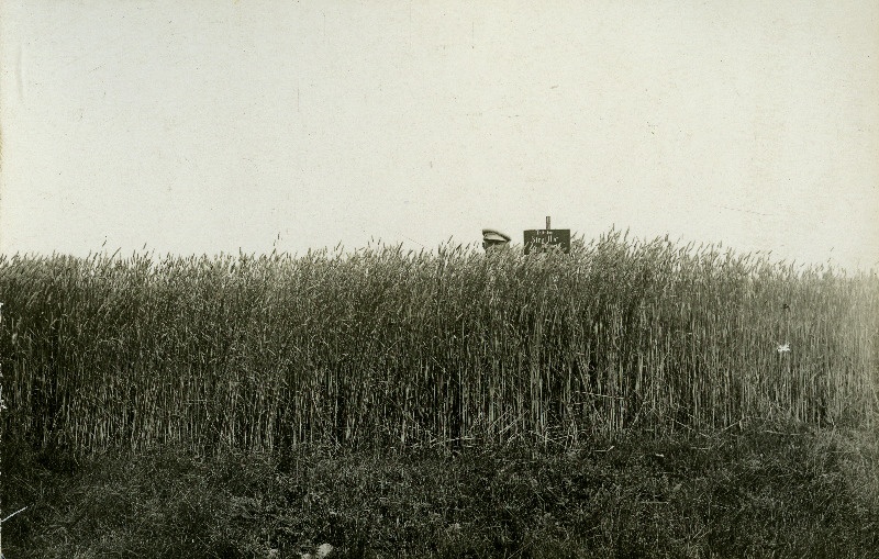 Sandla Seemnevilja Ühisuse nisupõld ühisusele renditud endises Sandla mõisas.