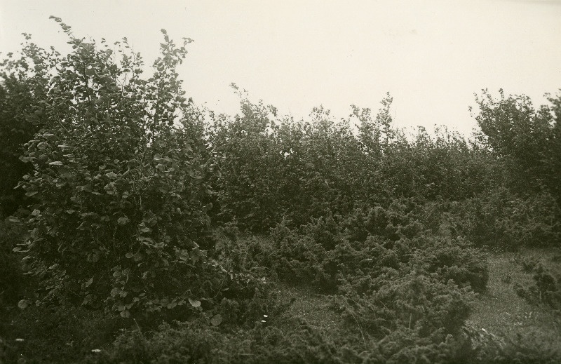 Loopealne, Kuressaarest 6 kilomeetri kaugusel.