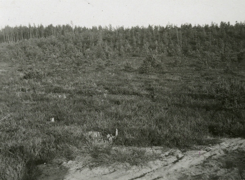 Nõmmetaimestk siseluidetel Niguris Aakre metskonnas.