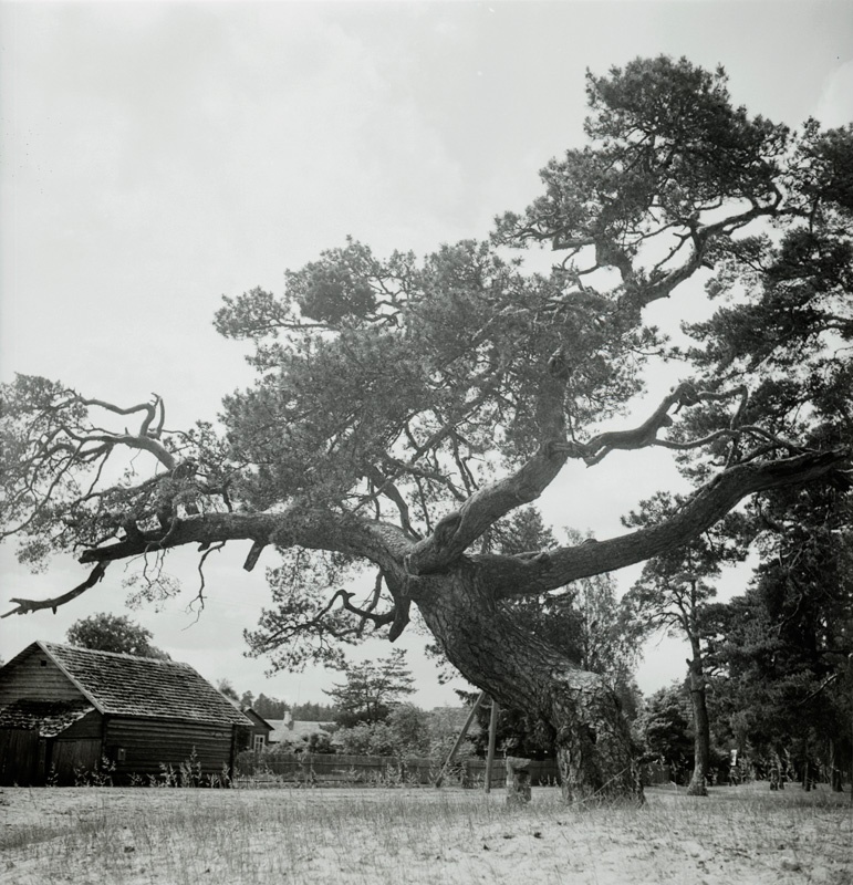 Võsu, jändrik mänd