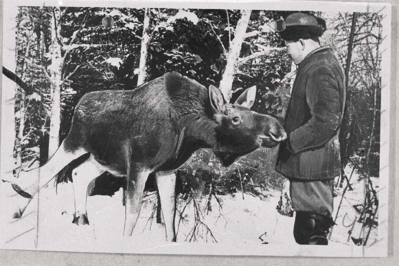 Hiiumaale viidud põdravasikas Jürka koos Tubala metskonna metsaülema K. Mäesaluga.