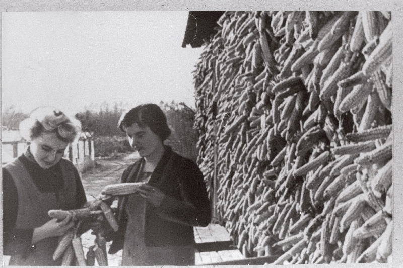 Räpina Aiandustehnikumi IV kursuse õpilased Lehte Alas ja Helgi Säkk maisitõlvikute küpsust kontrollimas.