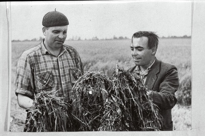 Pärnu rajooni Oidermaa sovhoosi partorg Nikolai Kumm ja peamehaanik Sergei Pärt haljasmassi vaatlemas.  duplicate photo