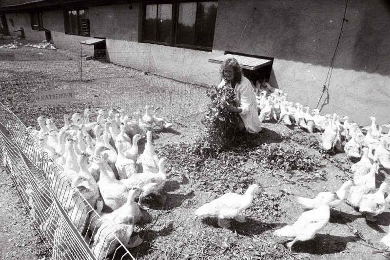 Kaarepera metsakaitsejaama sinikael- ja muskuspardi farm.