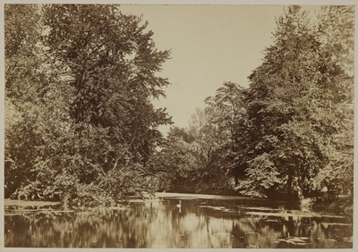 Tartu Botaanikaaia tiik  duplicate photo