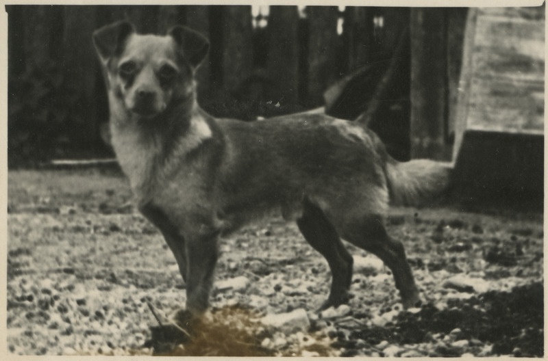 Foto Aleksander Ivani koerast