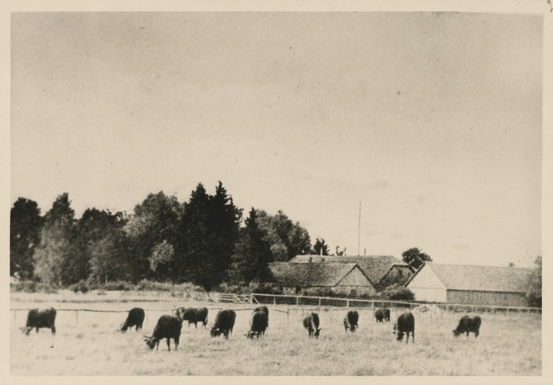 Suure talu loomad karjamaal