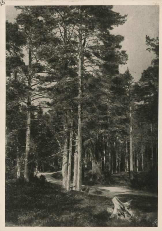 Tee Karlsbergi (Undi? Vissi? karjamõis)