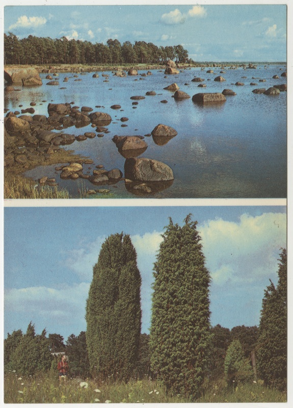Lahepera laht. Kadakad Lohusalu poolsaarel. Fotopostkaart