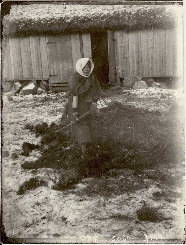 klaasnegatiiv sõnnikulaotamine Kuuramatsil 1914