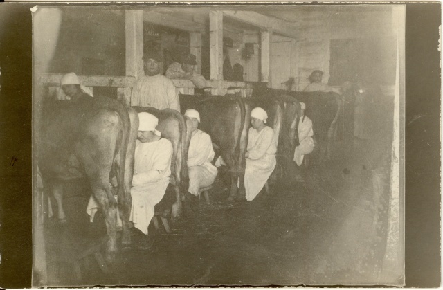 foto Vahi põllutöökoolis laudas lüpsmas 1924