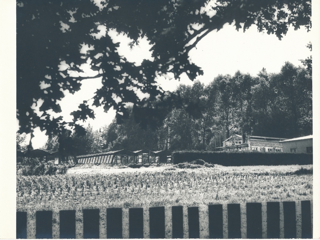 foto, Viljandi, Valuoja aiand, 1962, foto E. Veliste