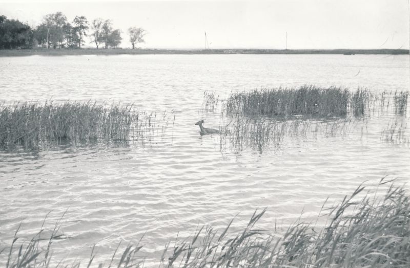 Foto. Metskits Haapsalu Väikeses viigis. 14.06.1991.a. Mustvalge.