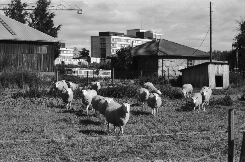 Sheep in Viikin Latokartano