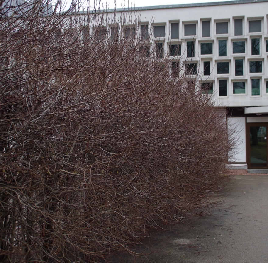 Restoran "Kaunas" Tartus, detailivaade. Arhitekt Voldemar Herkel rephoto