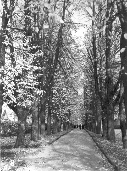 Fotopostkaart. Võru, allee kesklinnast Tamula äärde.