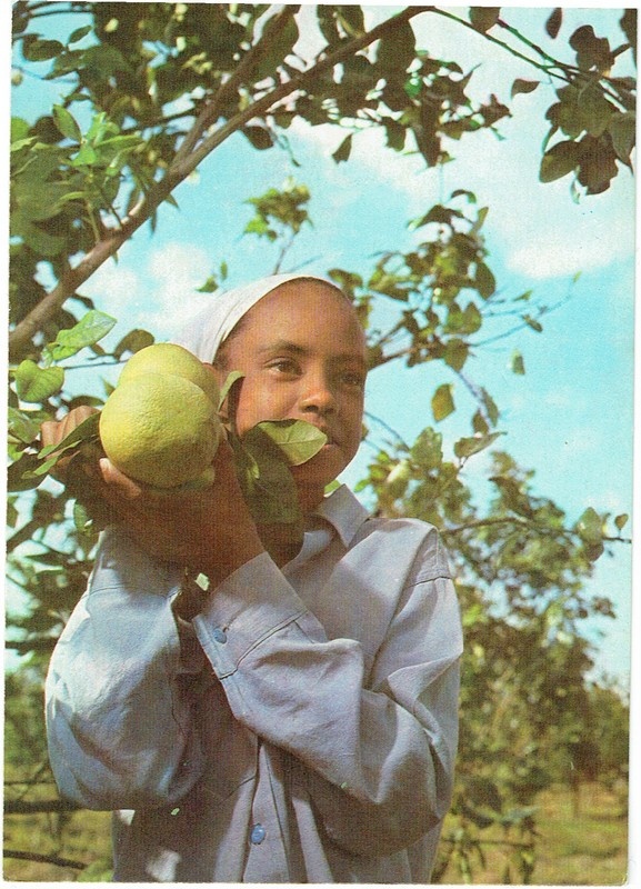 tsitruliste korjamine Pinos, Kuuba