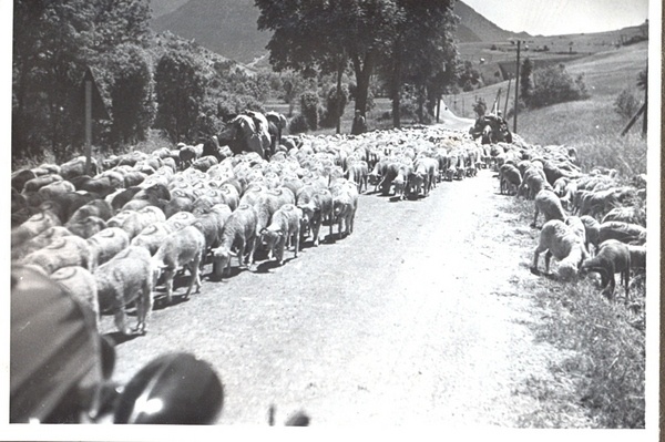 Foto Lambakari Lõuna-Prantsusmaal 29.06.1938
