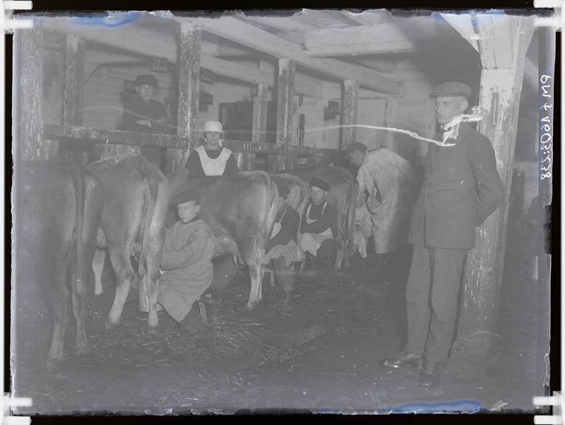 klaasnegatiiv, Vahi Põllutöökooli karjalaudas 1920-ndatel a.