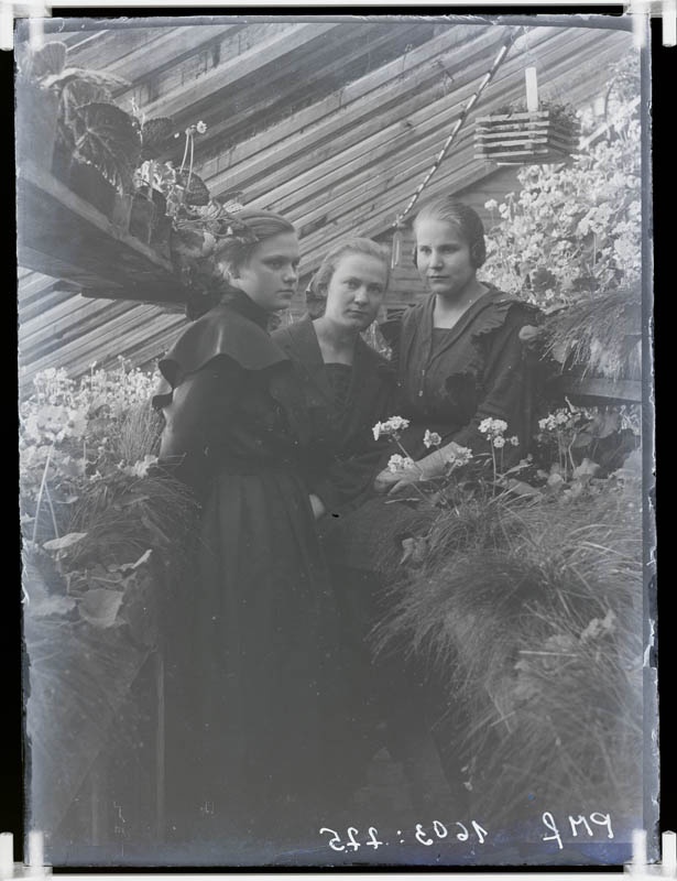 klaasnegatiiv, Vahi Põllutöökooli kasvuhoones 1924.a.