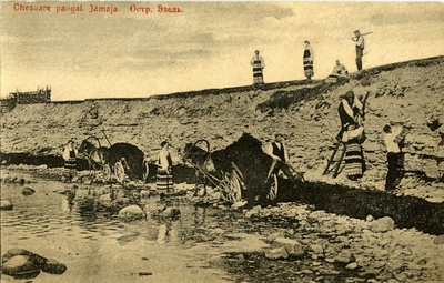 Sõrulased Saaremaal Ohessaare panga juures adru kogumas  duplicate photo