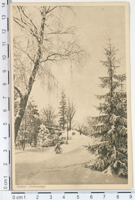 Dorpat, Toomemägi
