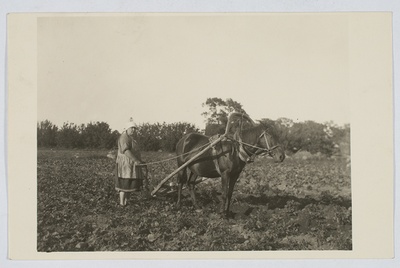 Kartuli vaotamine vannasadraga, Karja khk  duplicate photo