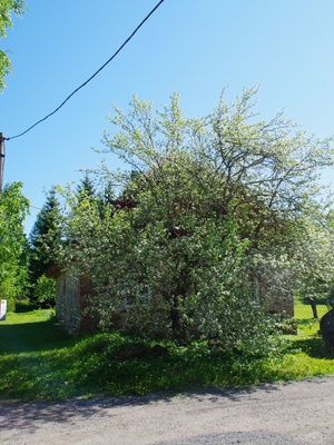 Courthouse of Vana-Kuuste municipality, 19th century. rephoto