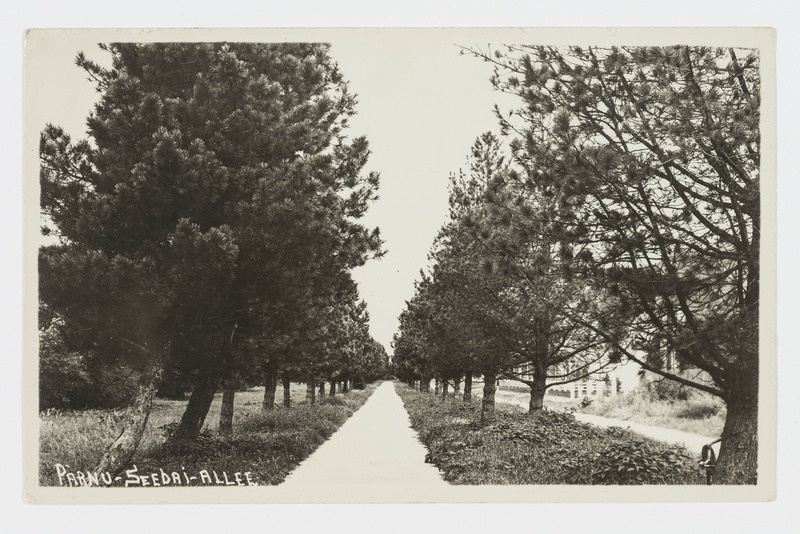 Pärnu seedri allee
