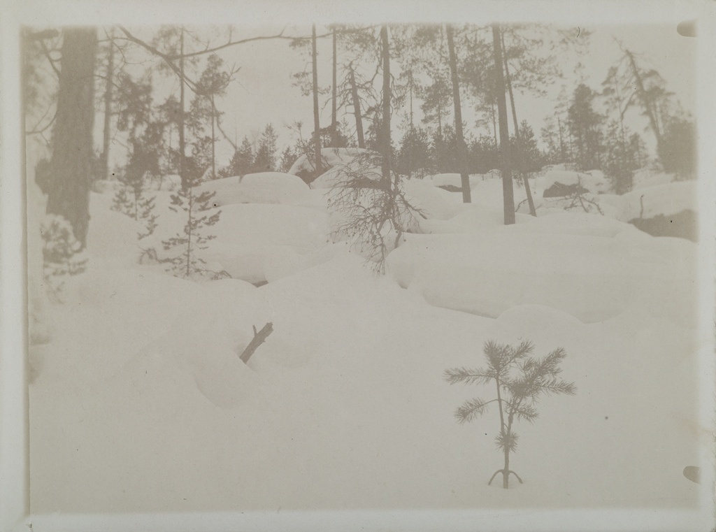 Early-spring hill covered in banks of snow with a small fir in the background